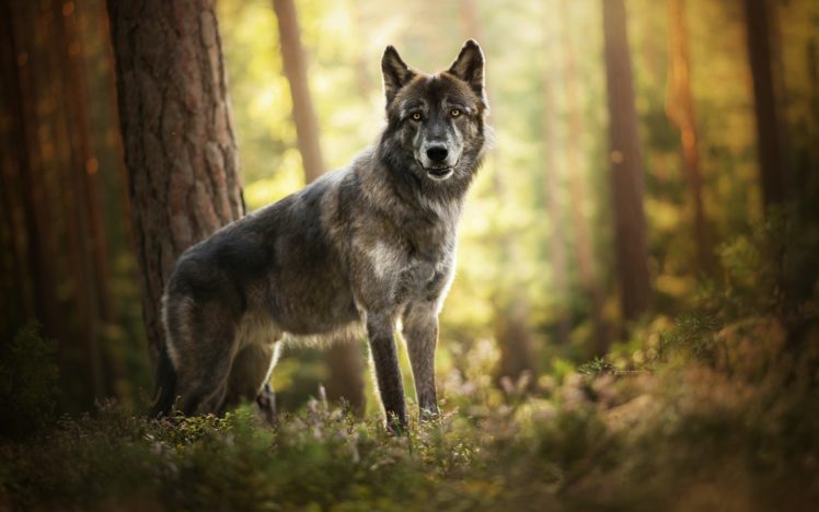 Wolfs
